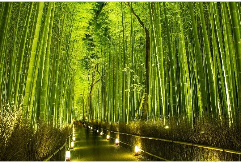 ライトアップ時の様子