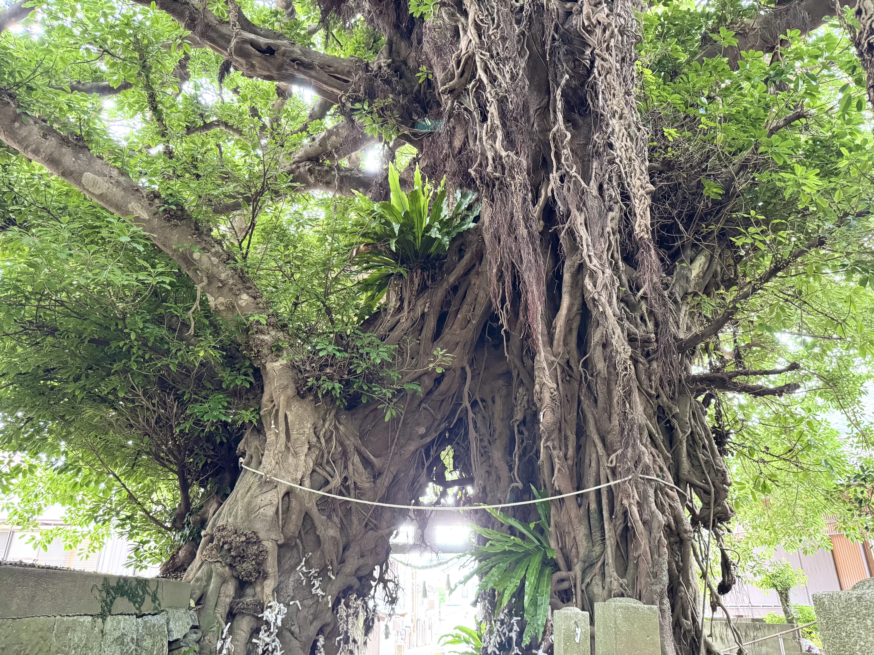 あこう樹(現地にて撮影)