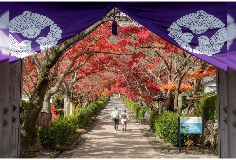 もみじの参道②