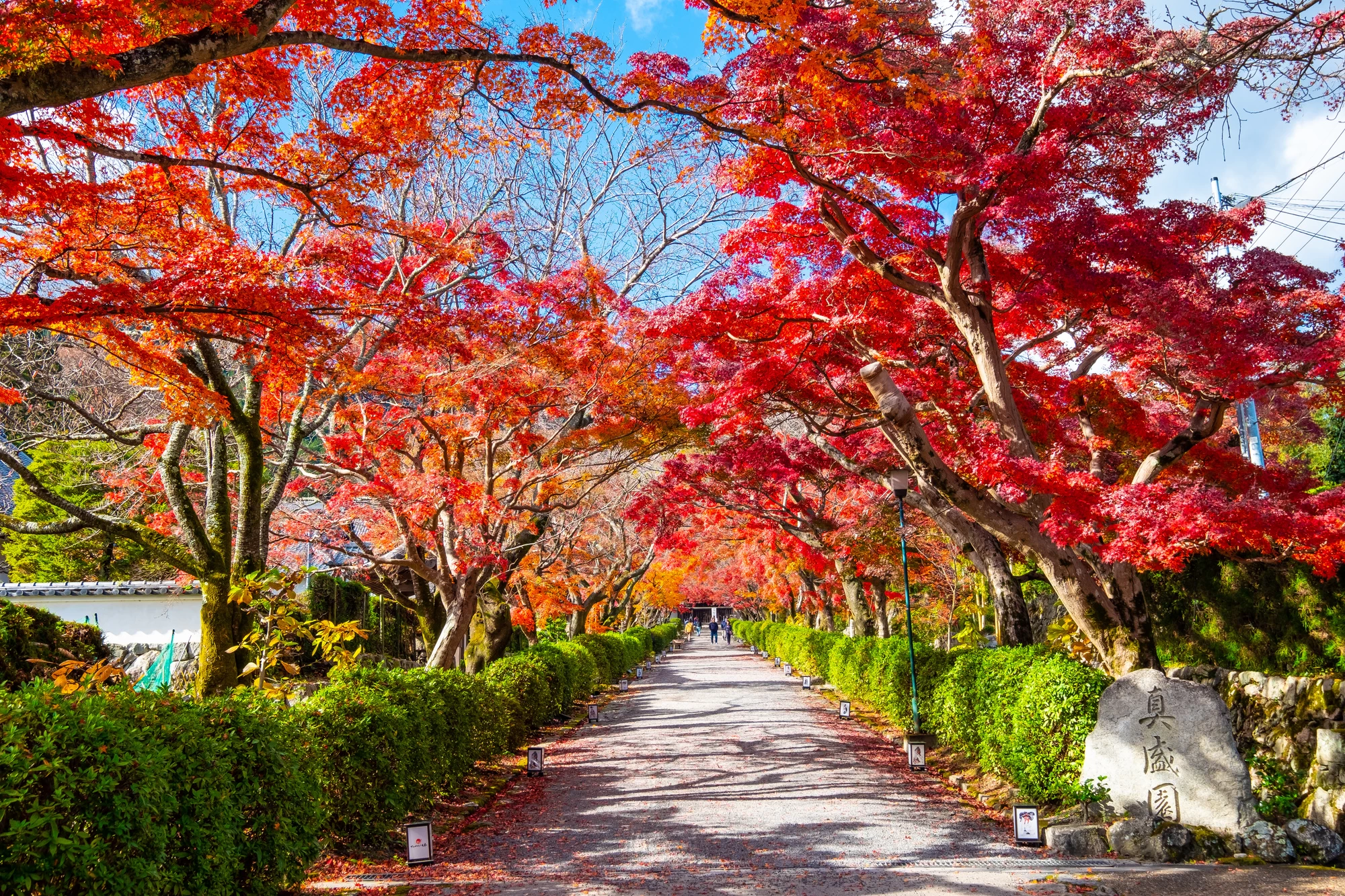 もみじの参道①