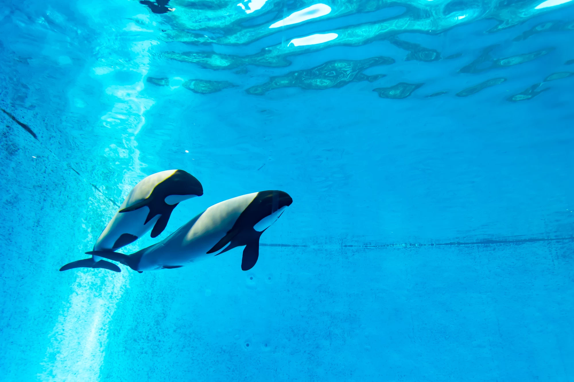 イロワケイルカの親子