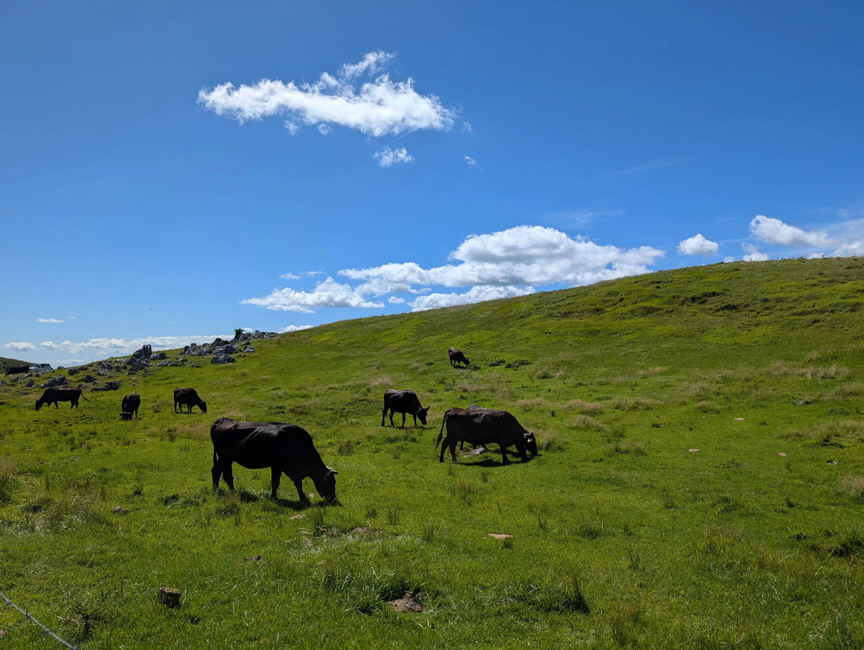 牛たちの草を食む音で癒される（現地にて撮影）