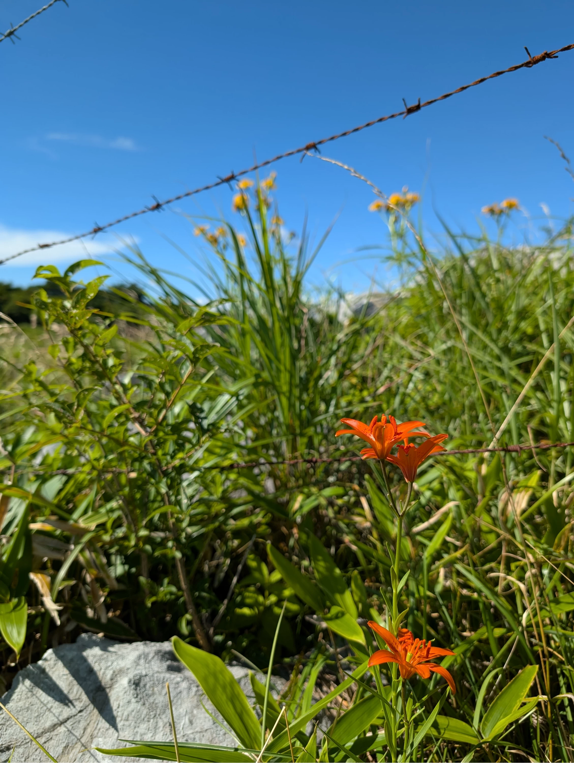 ヒメユリやハンカイソウは夏がベストシーズン（現地にて撮影）