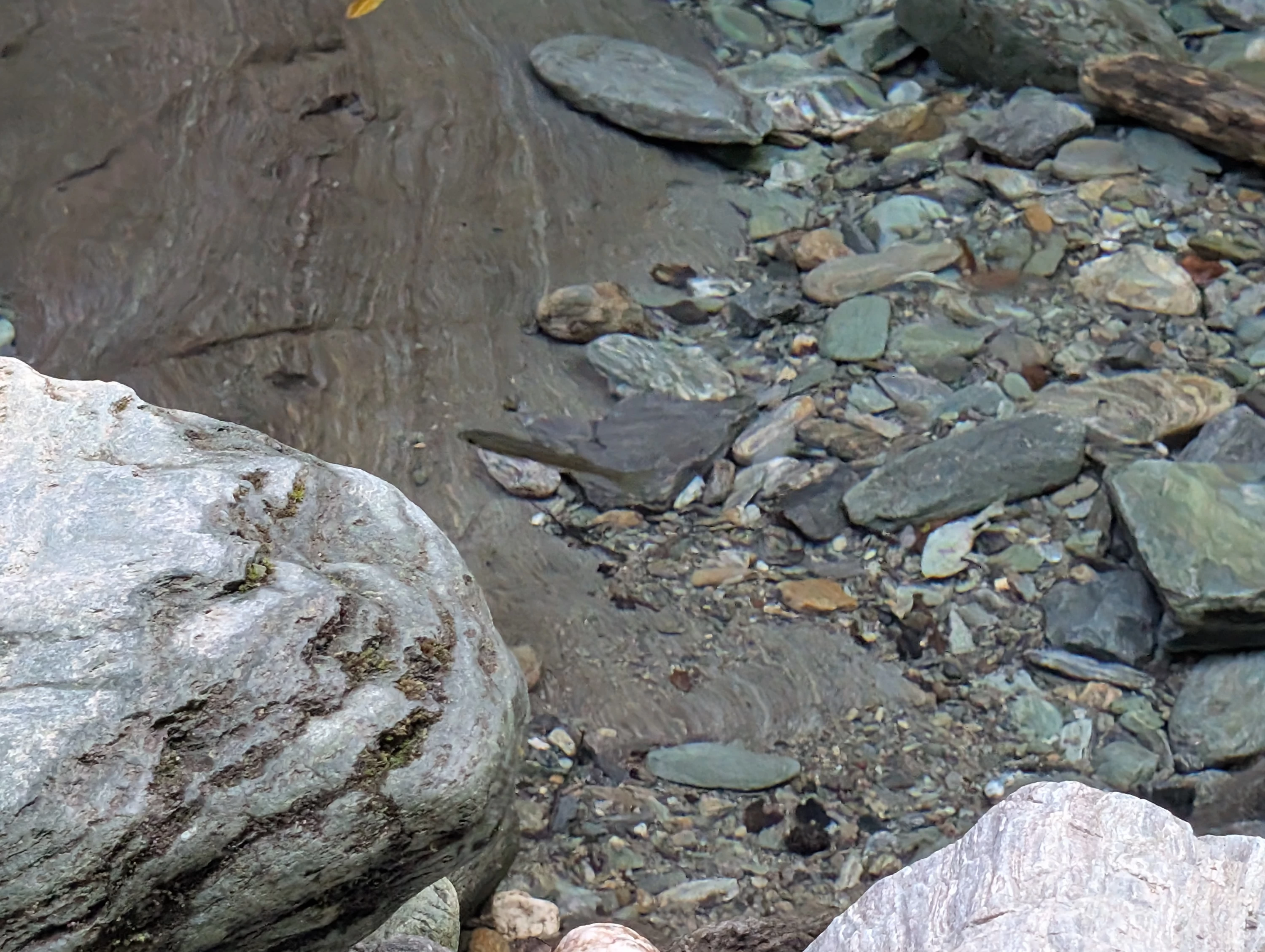 魚が泳いでいる（現地にて撮影）