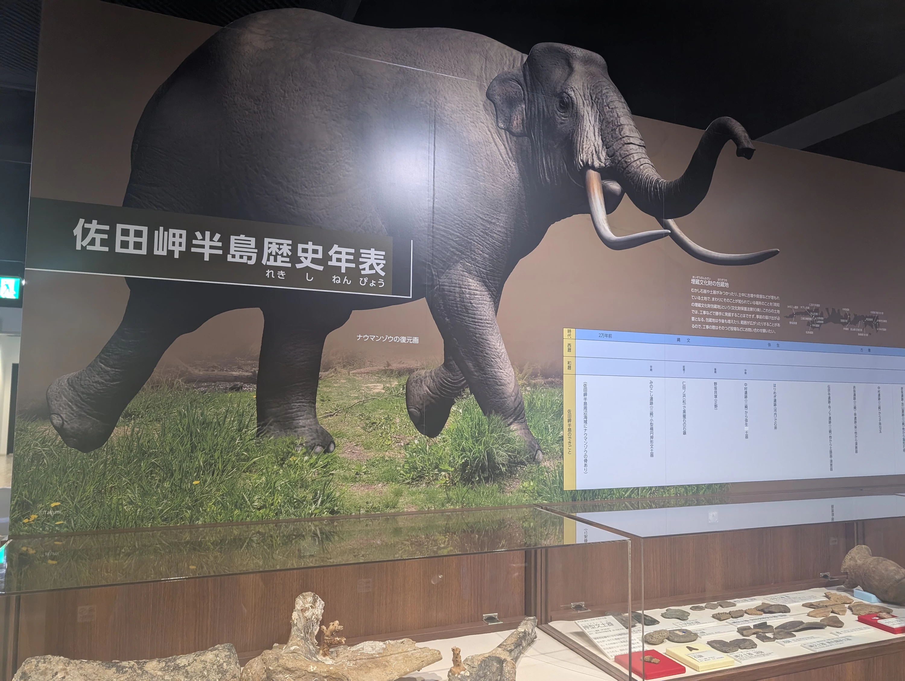 マンモスと思われる海底化石（現地にて撮影）