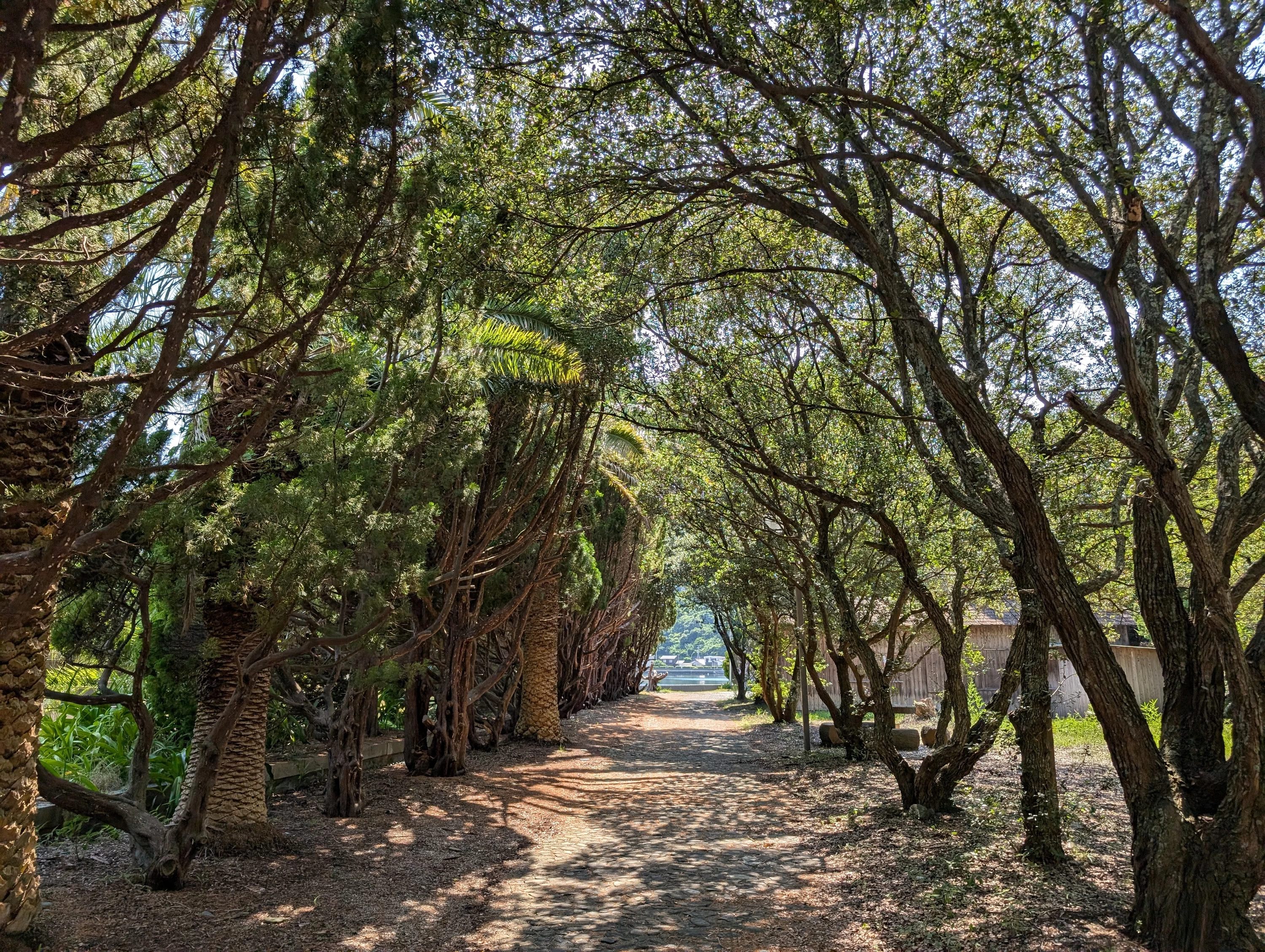 並木道（現地にて撮影）
