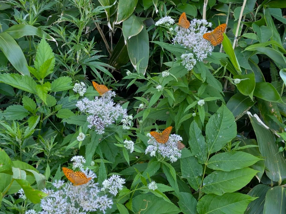 散策路の蝶（現地にて撮影）