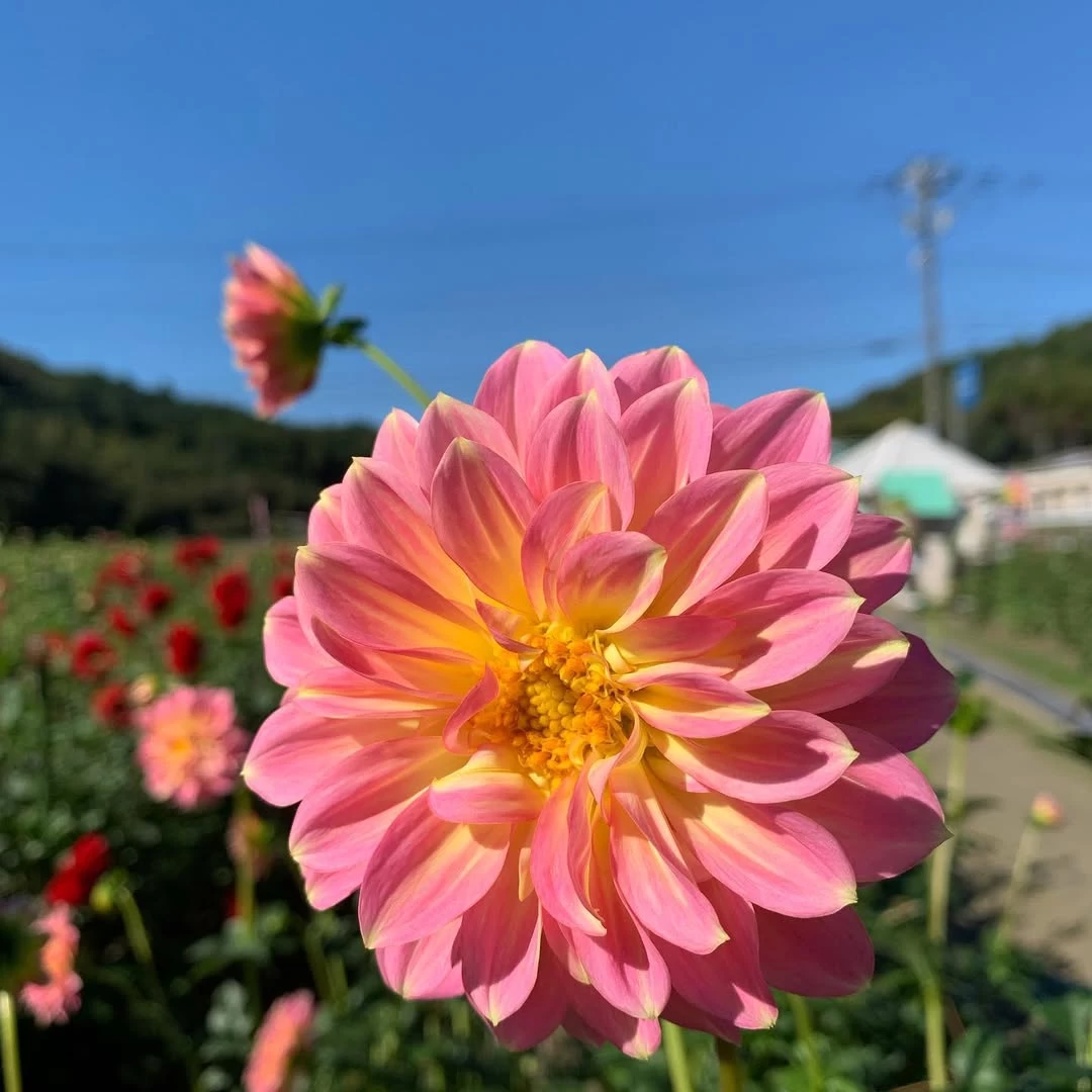 バーバラジョイ