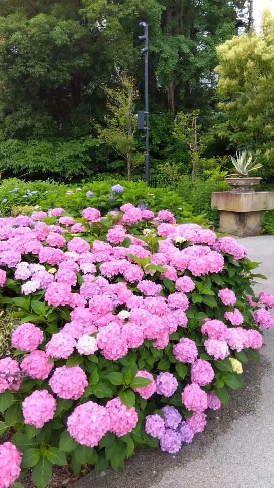 ピンク西洋アジサイ