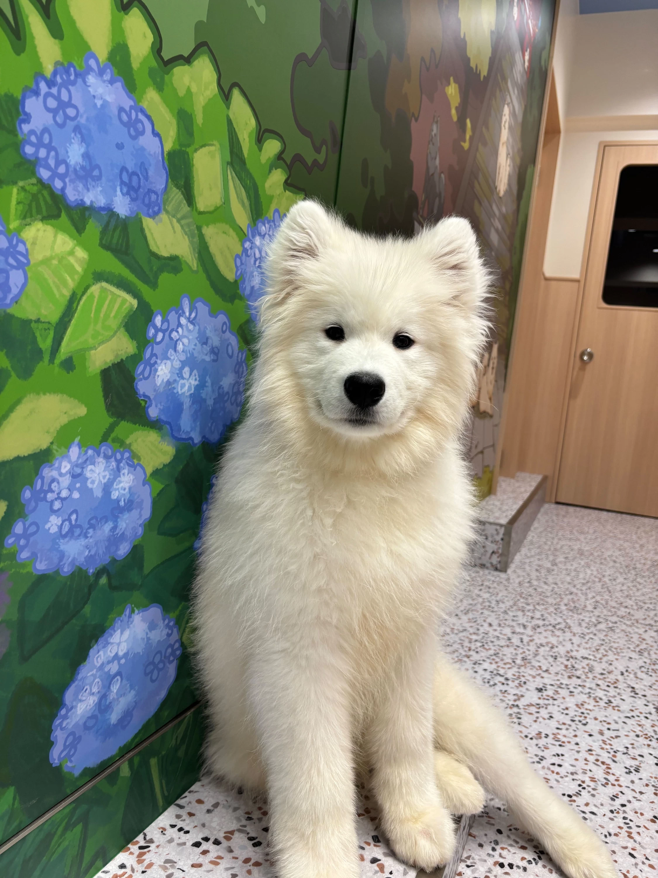 アジサイを背景に