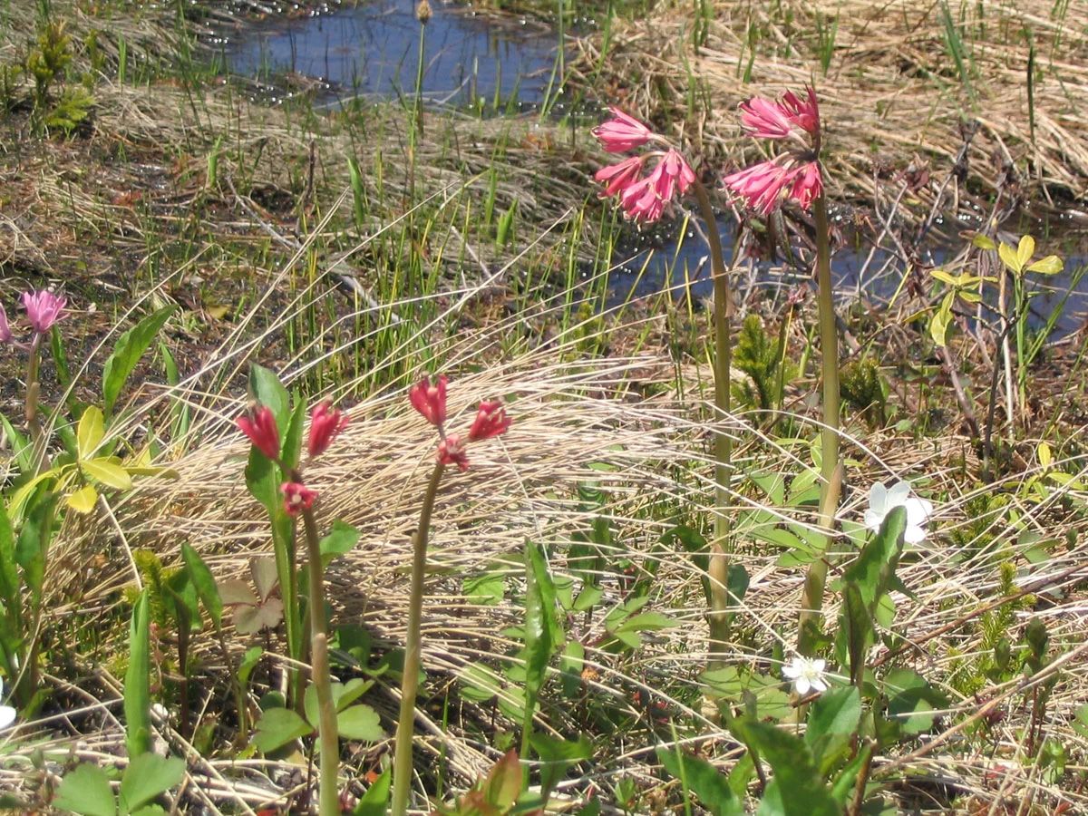 ショウジョウバカマ
