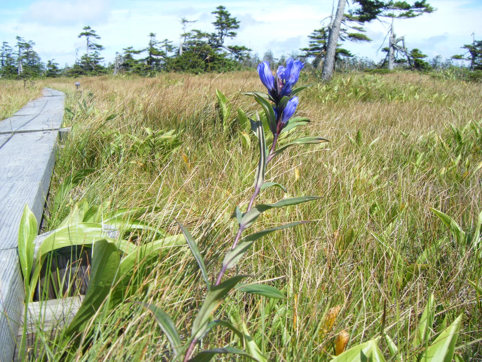 ホロムイリンドウ