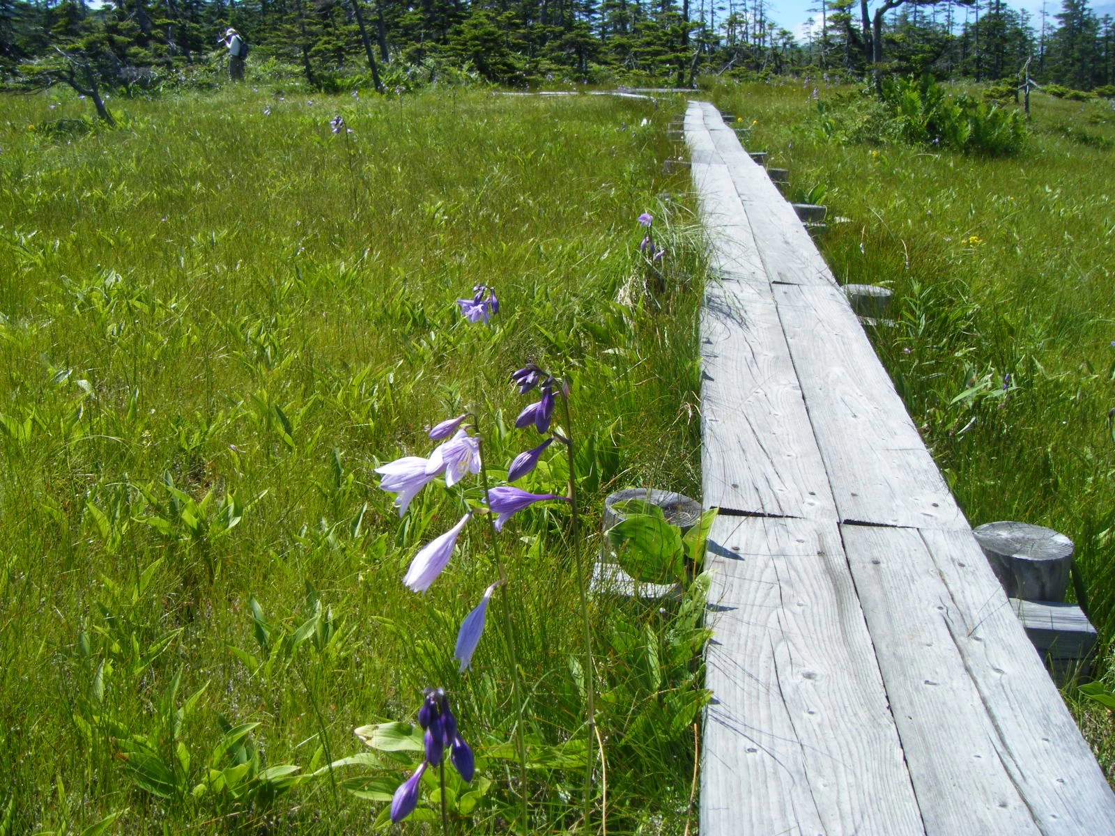 タチギボウシ