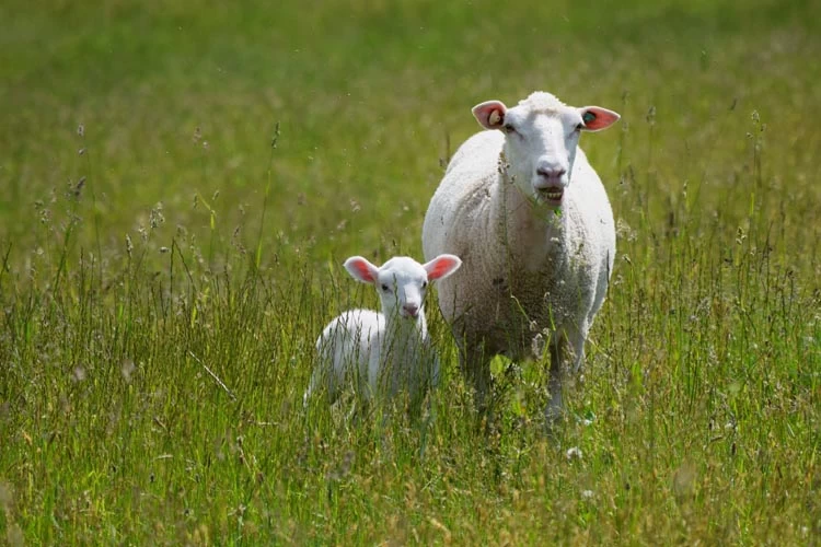 子羊を連れて来るなんてラッキー！