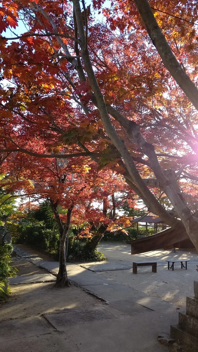モミジに彩られた境内をゆっくり散策