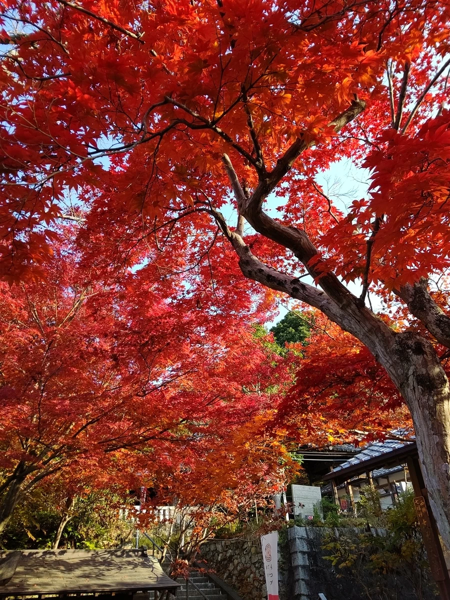 朱色に染まったモミジが美しい