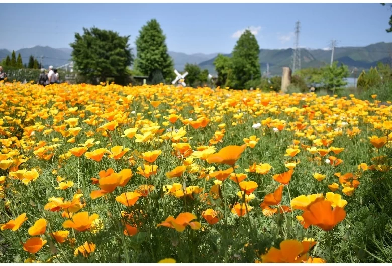 目にも鮮やかなポピー