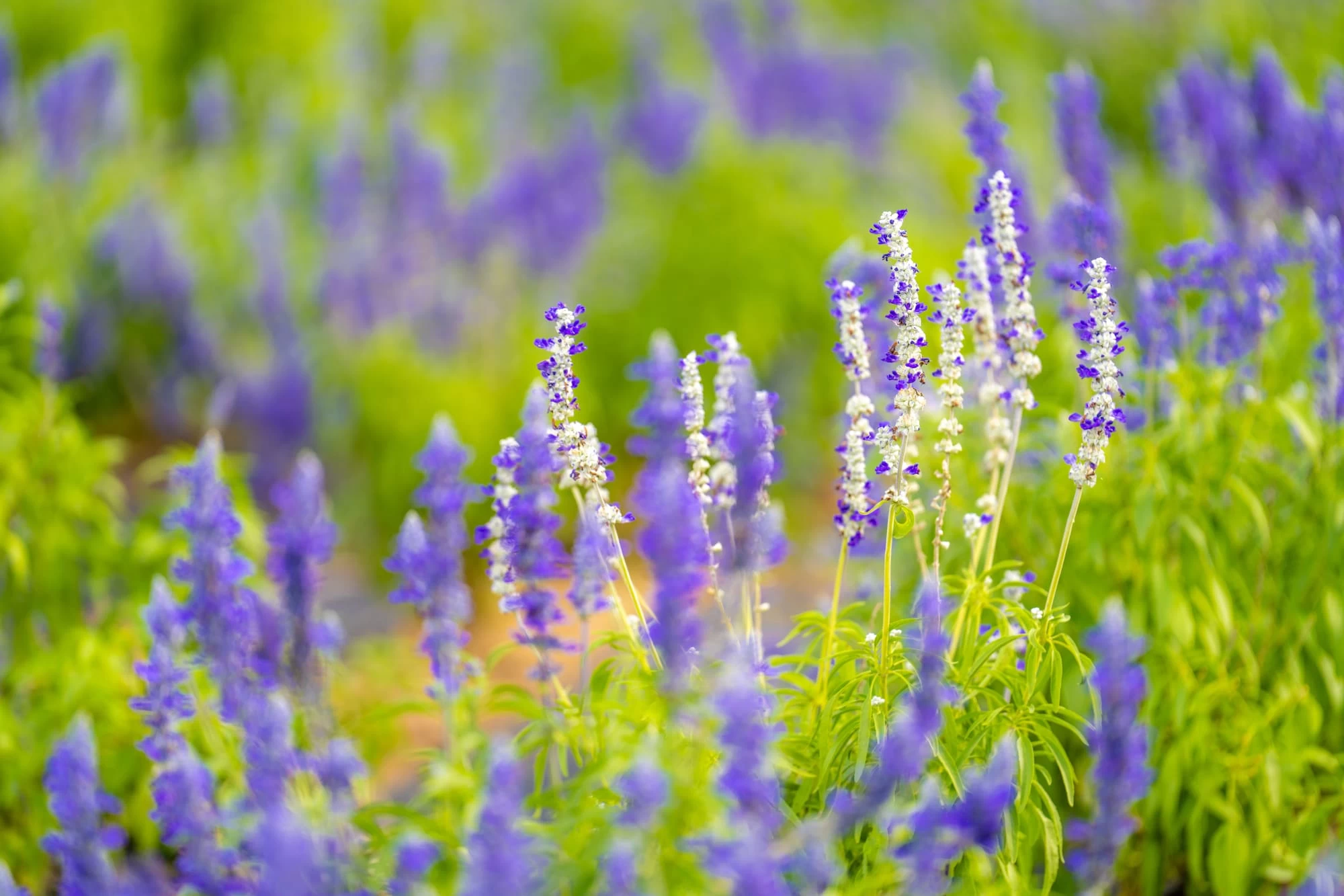 心地よい香りが魅力のラベンダー