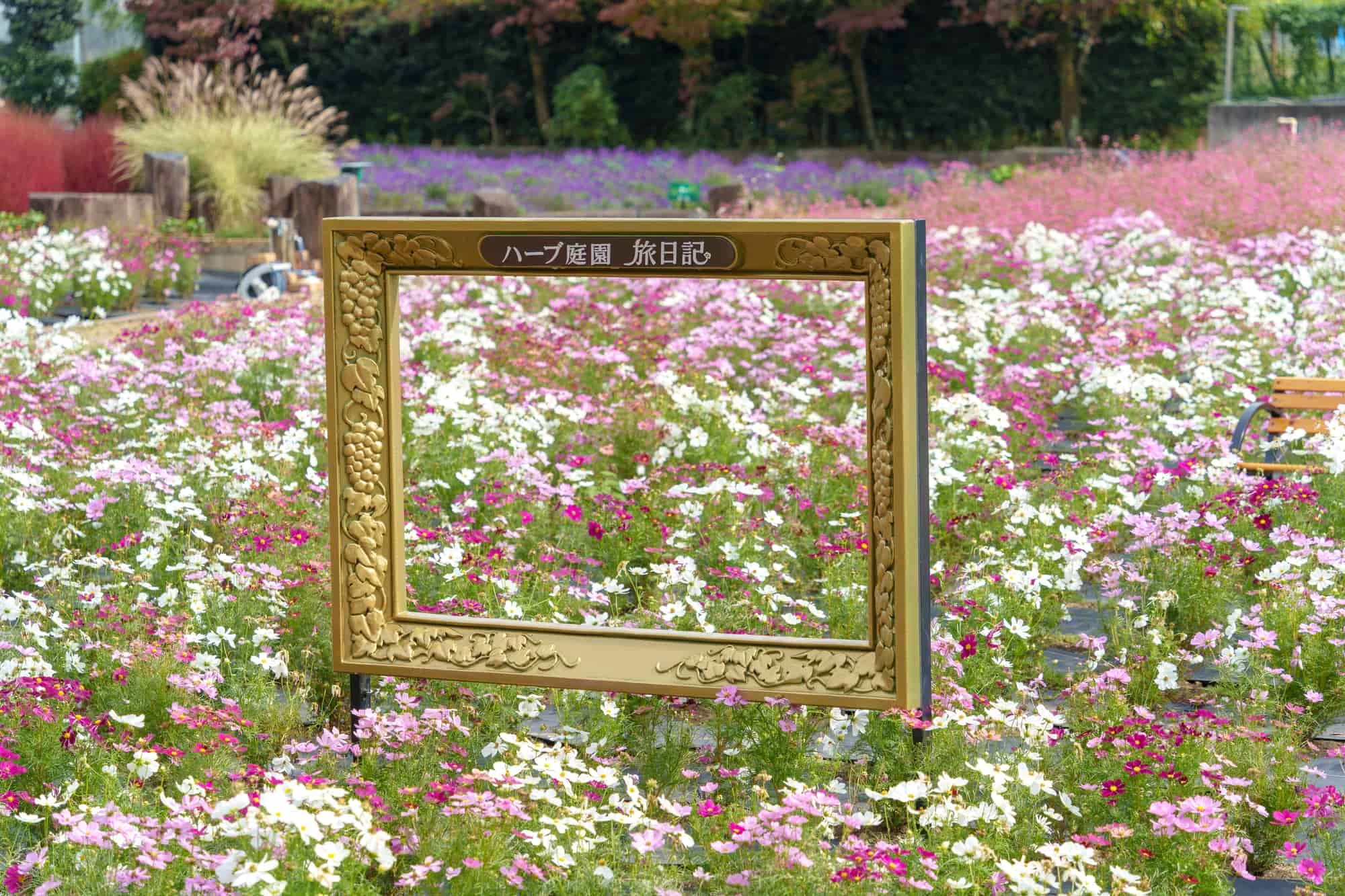 コスモス畑のフォトスポット