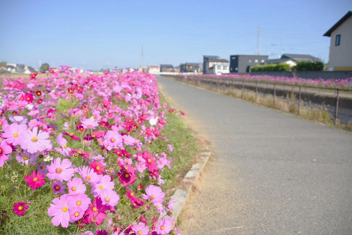 満開のコスモス
