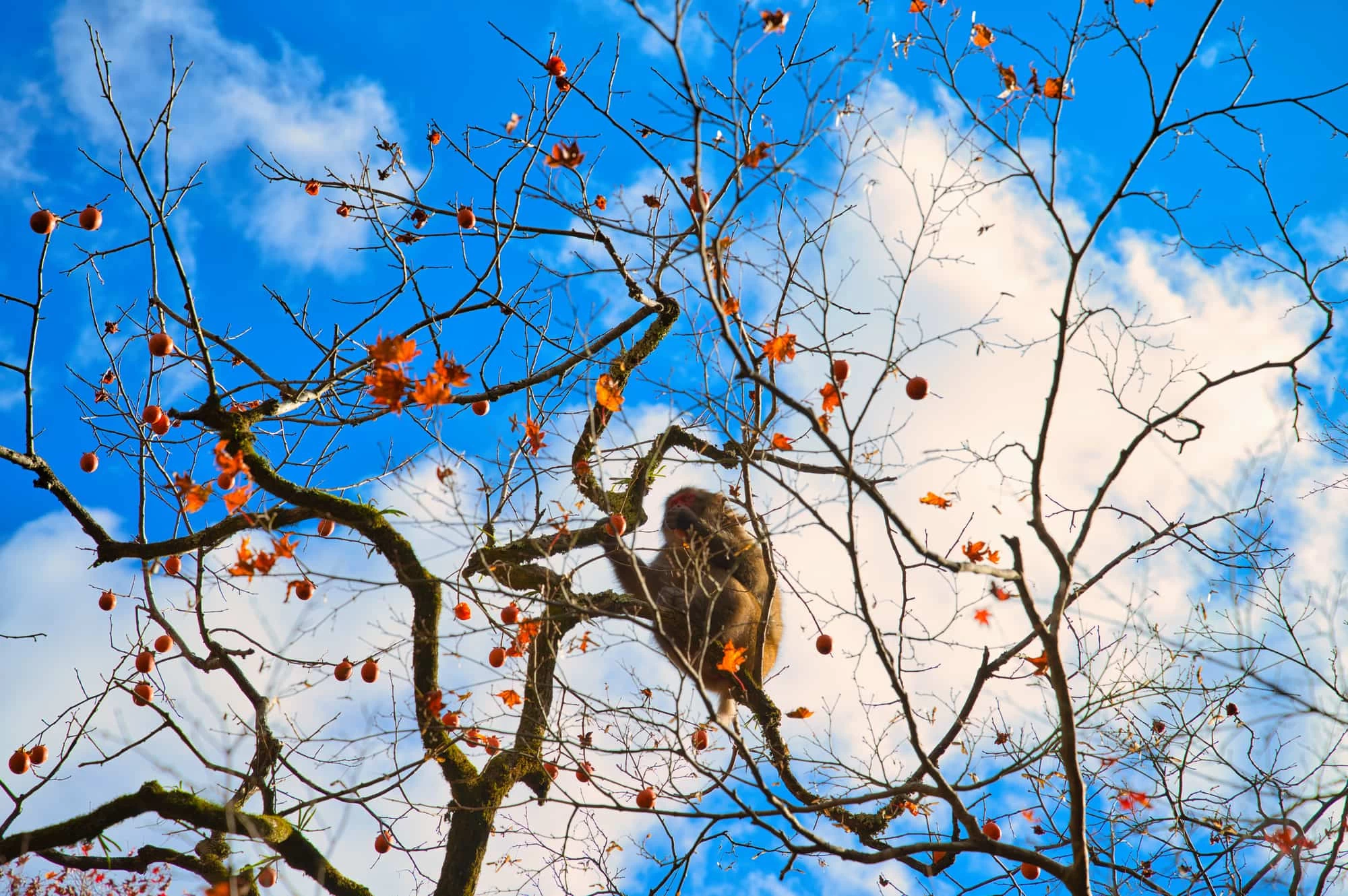 箕面公園の猿