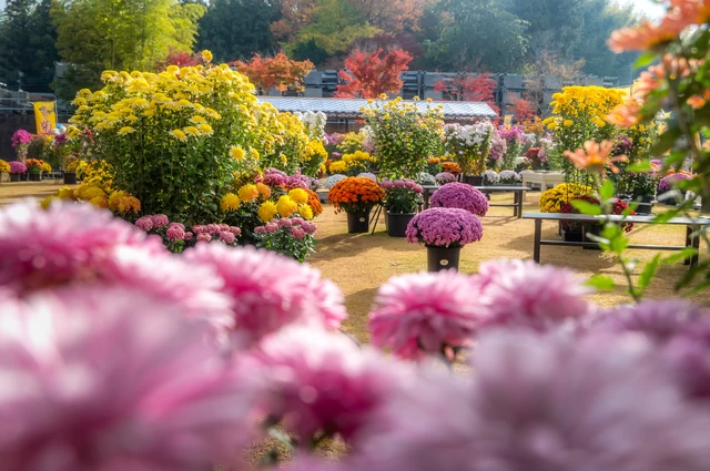笠間の菊まつり