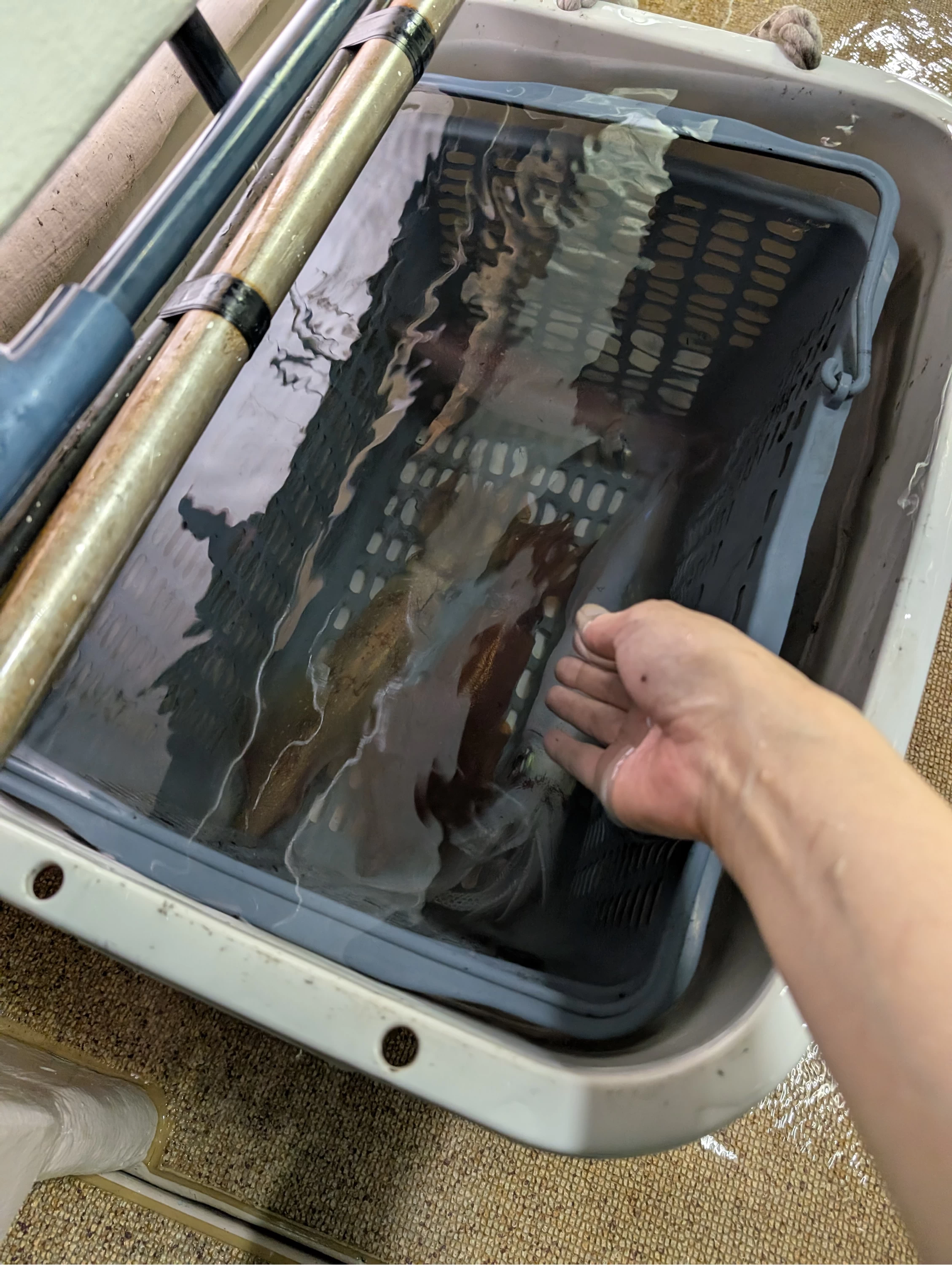 32杯釣れました（現地にて撮影）