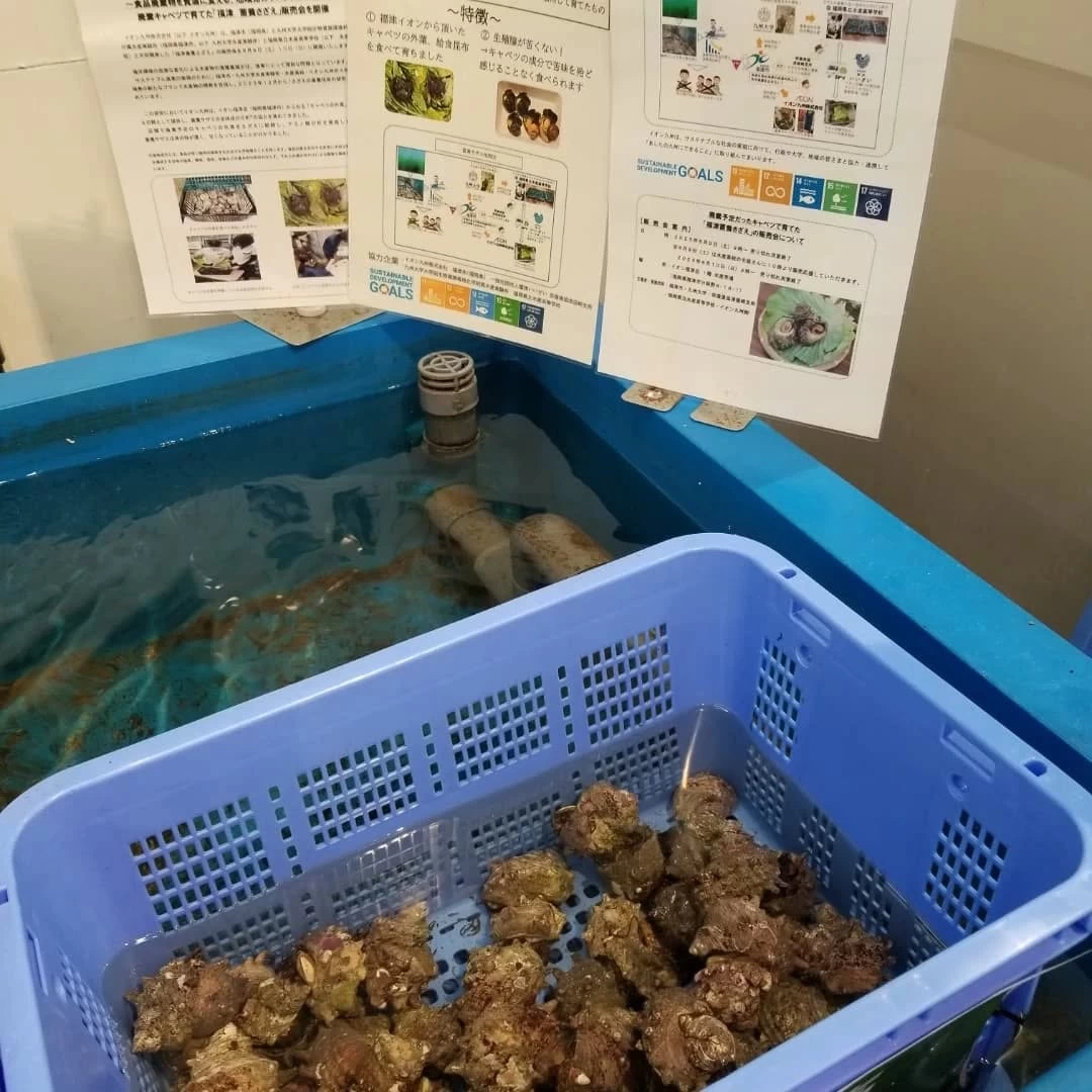 朝獲れの魚介類が並び、お昼過ぎにはほぼなくなる