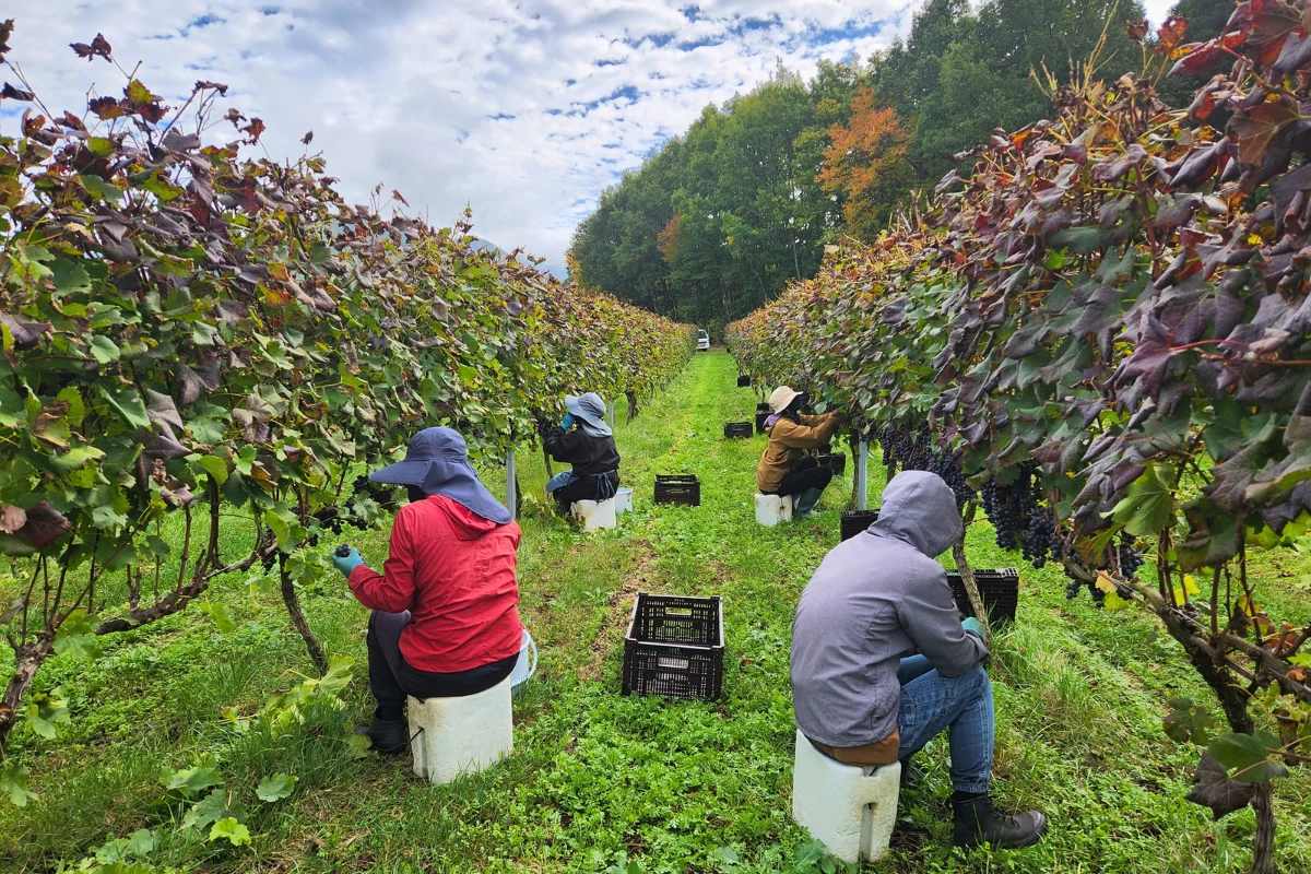 ワイナリー周辺の畑の収穫作業