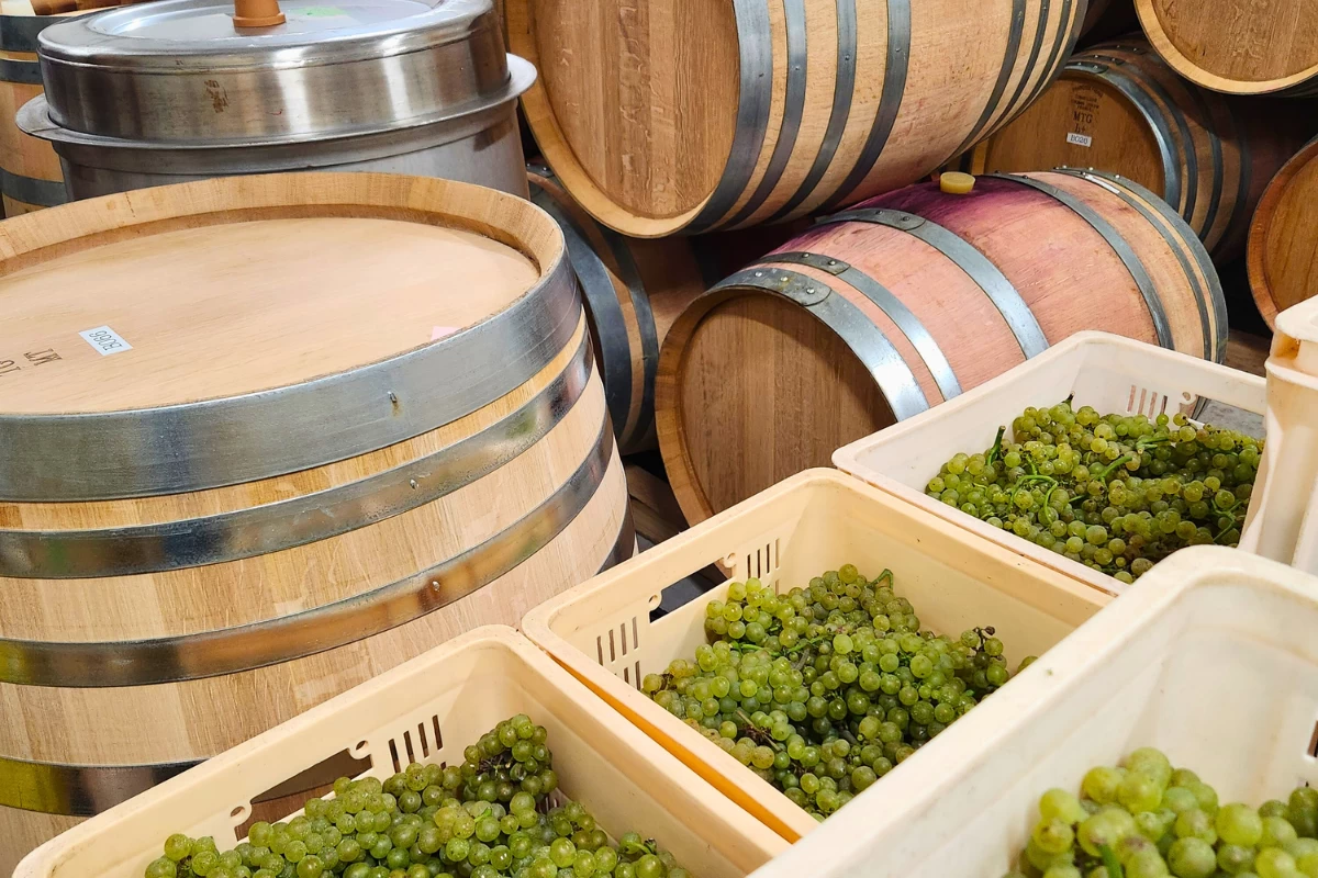 収穫され醸造を待つブドウと木樽