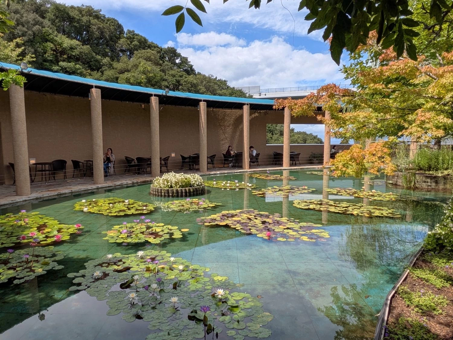 モネの池（現地にて撮影）