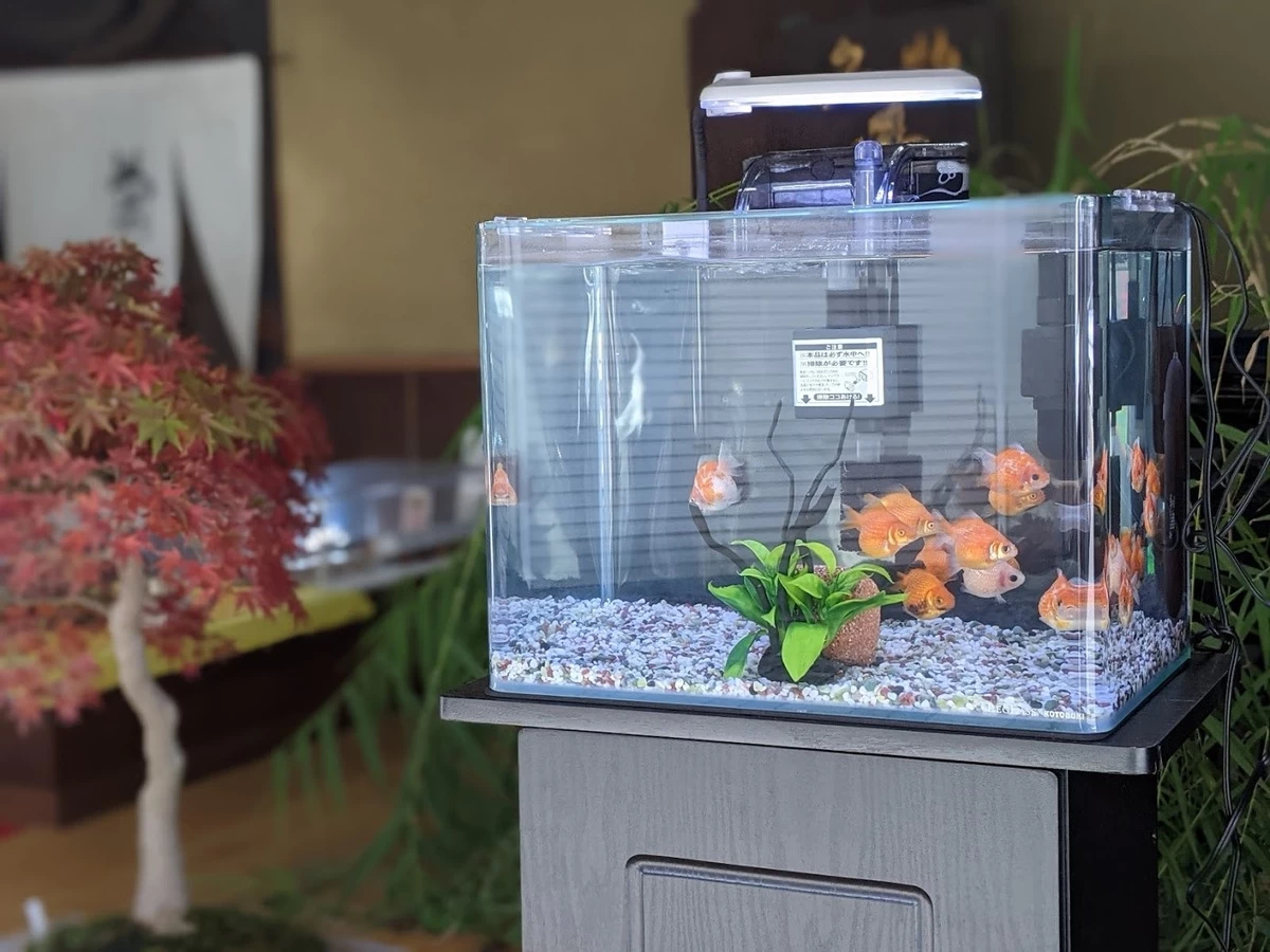 さまざまな種類の金魚を観賞できる