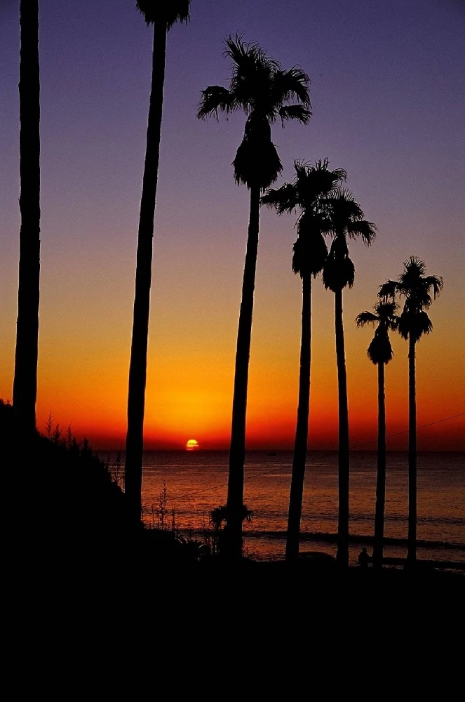 ココナッツビーチ伊良湖