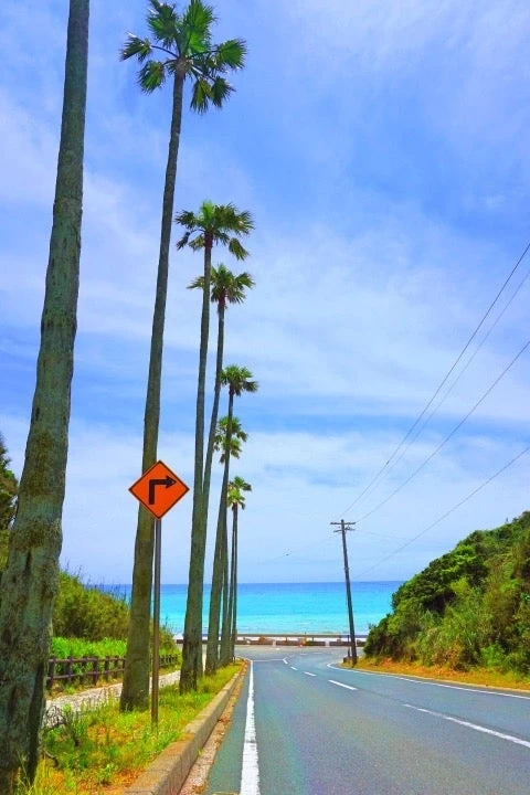 海岸に向かう道のヤシの並木