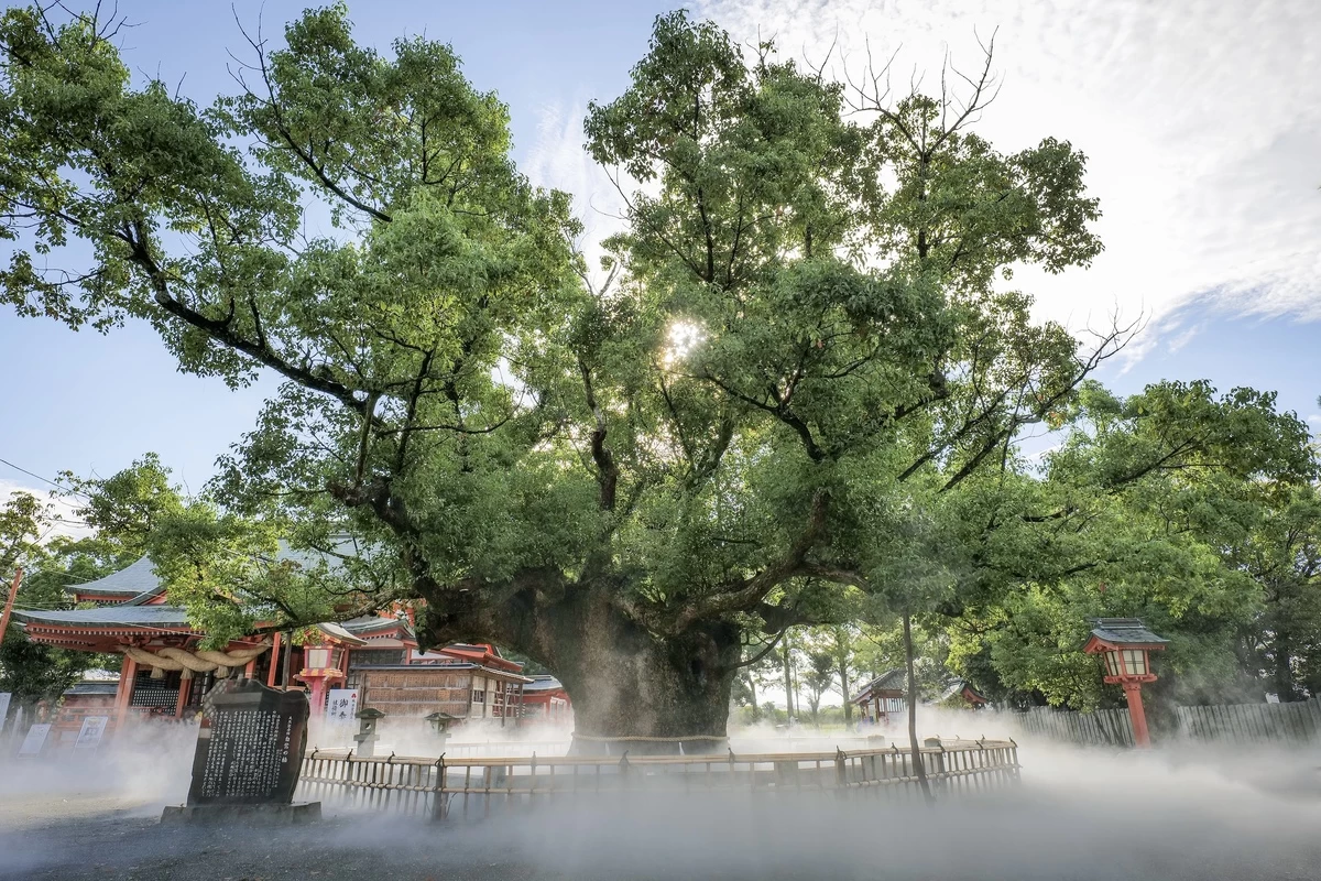 御神木 白鷺の楠