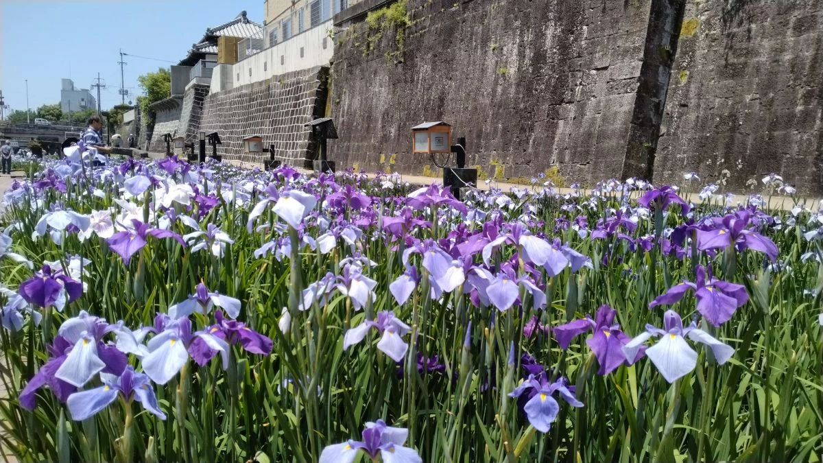 花しょうぶは例年5月下旬～6月上旬が見頃