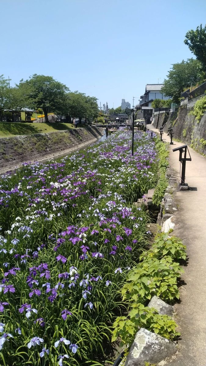 川沿い約700ｍにわたって植えられている