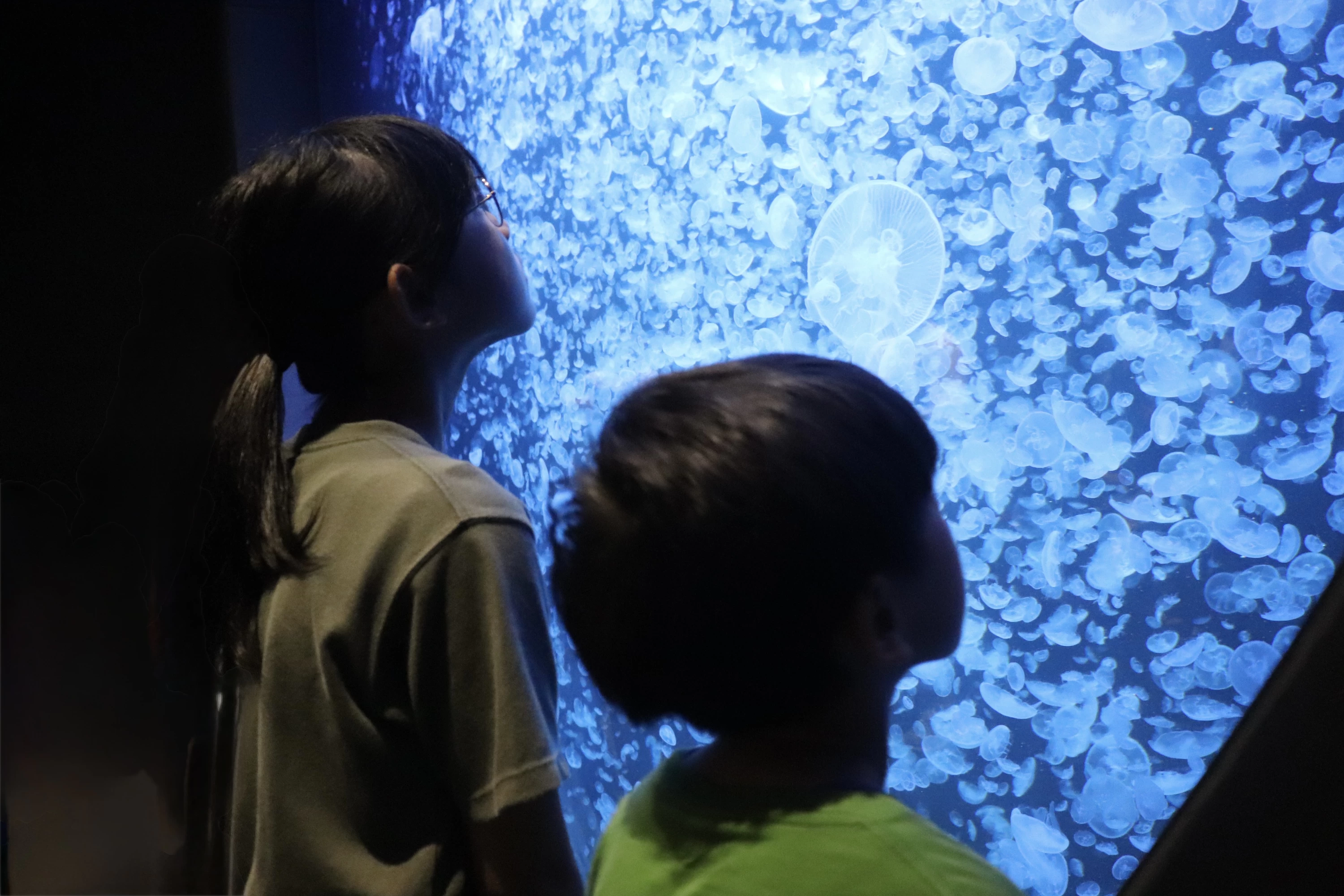 何時間でも見てられるクラゲの動き（現地にて撮影）