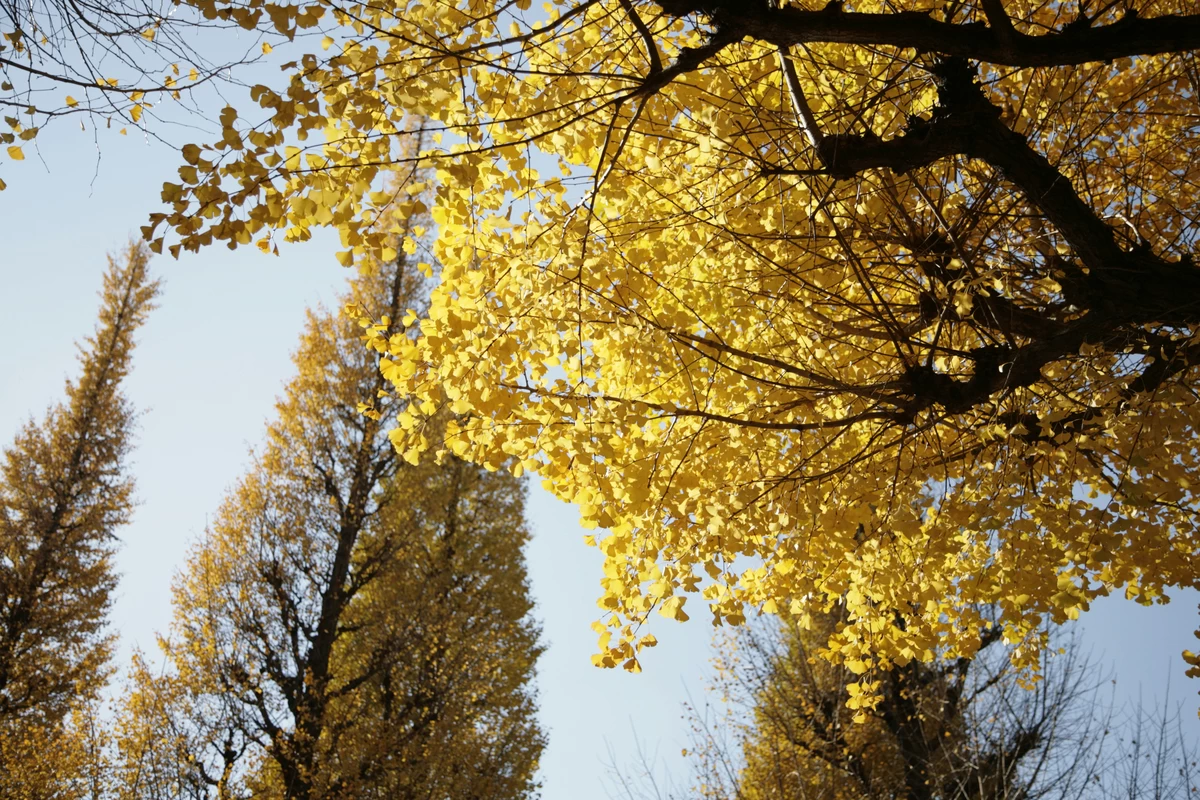 いちょう並木①