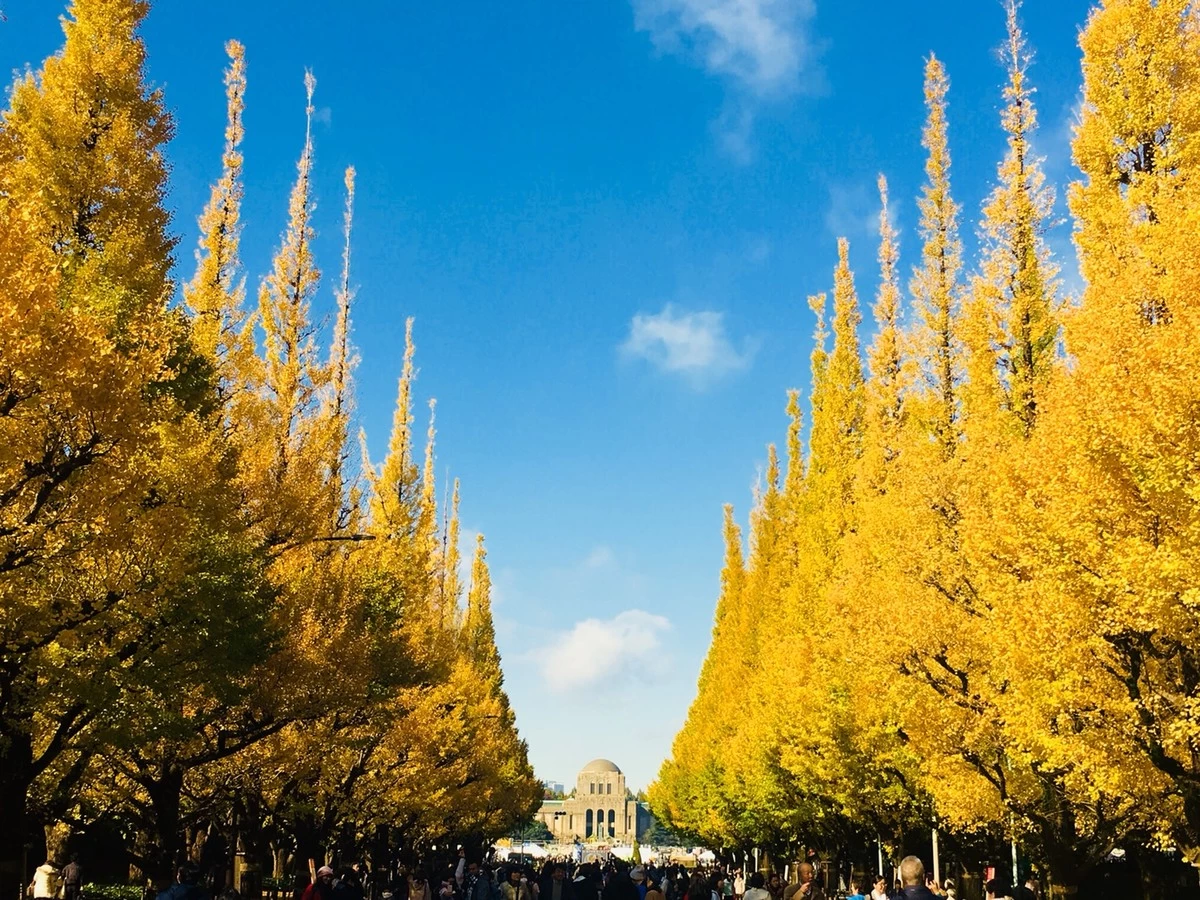 いちょう並木②