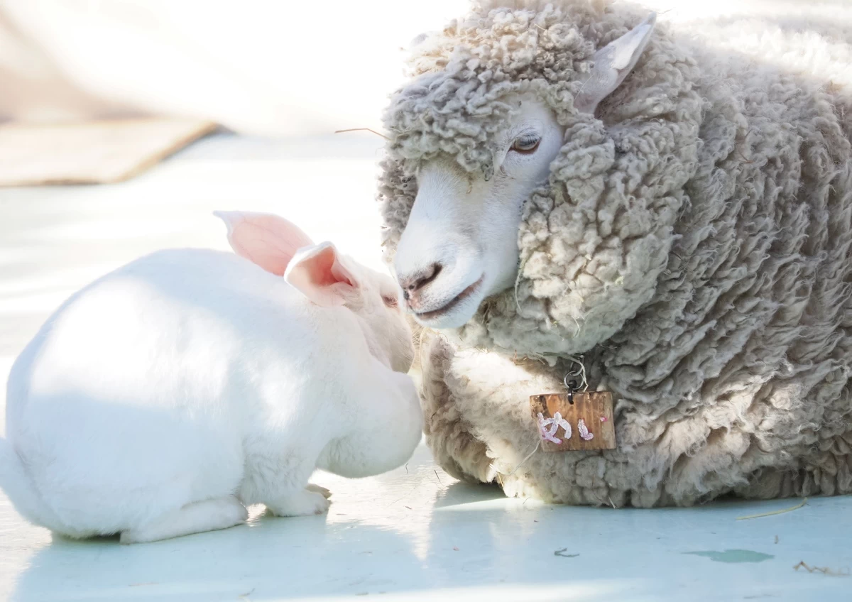 ジャンボウサギ＆ヒツジ