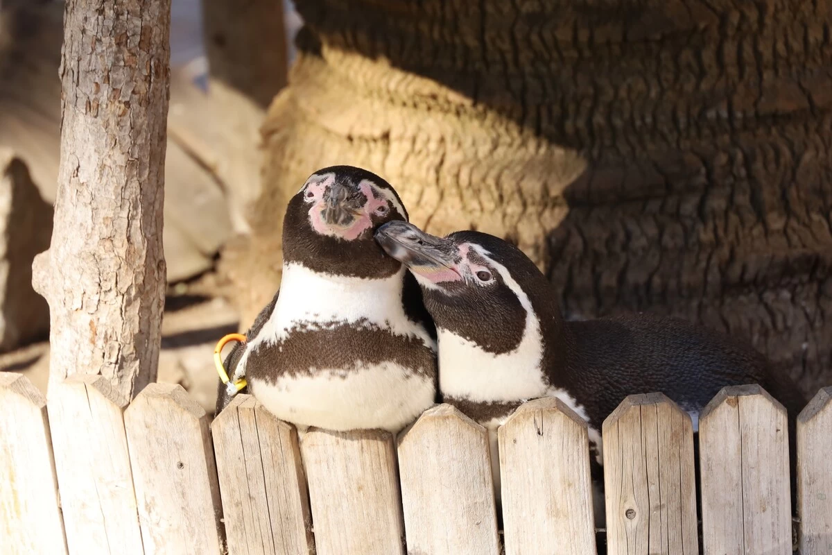 フンボルトペンギン