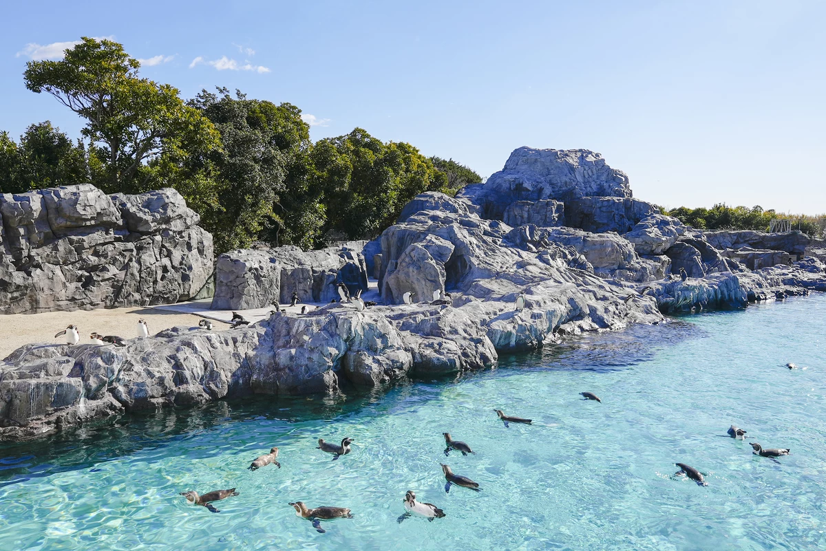 ペンギンの生態（冬期）