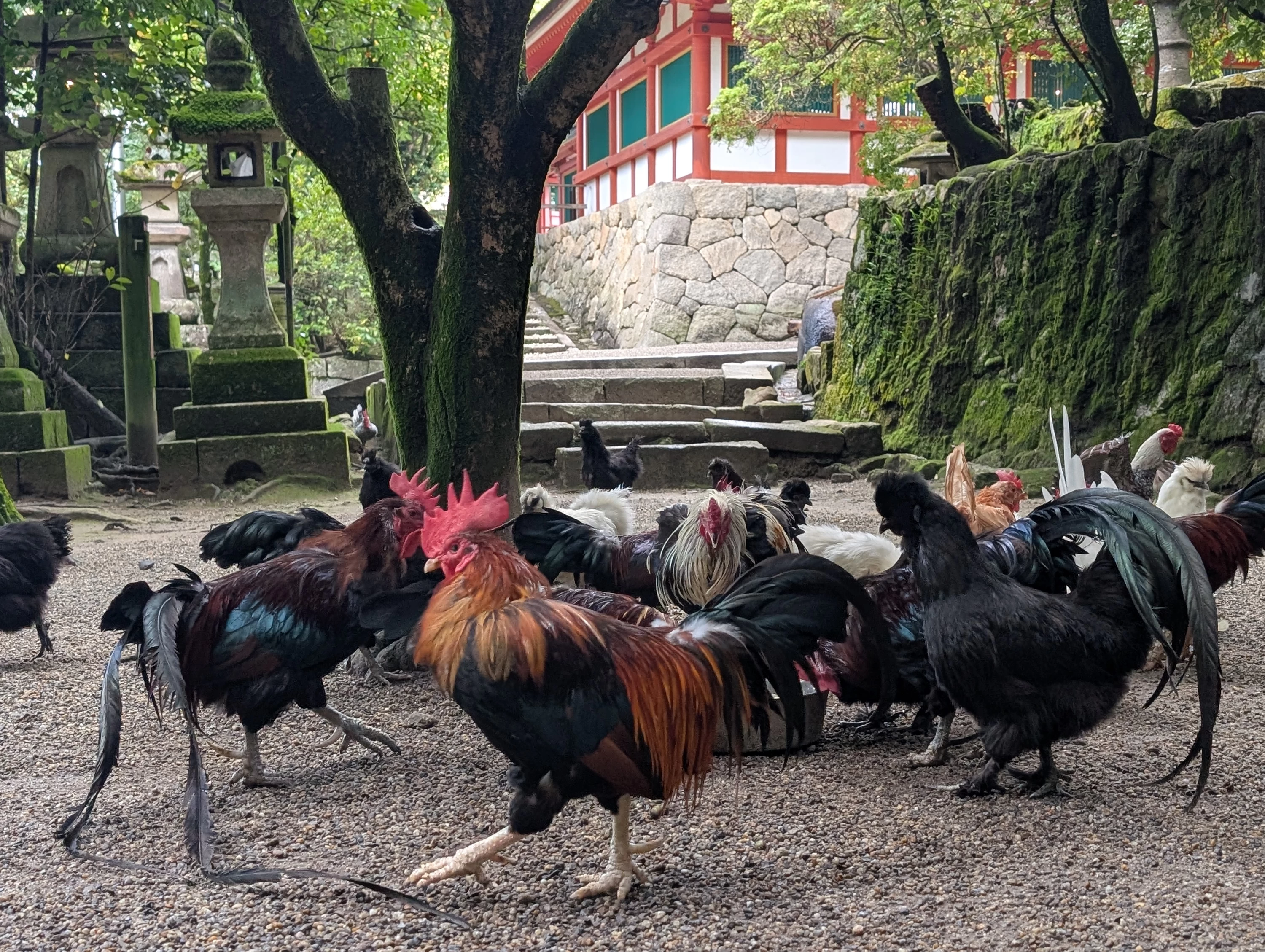 境内を自由に歩く鶏たち（現地にて撮影）