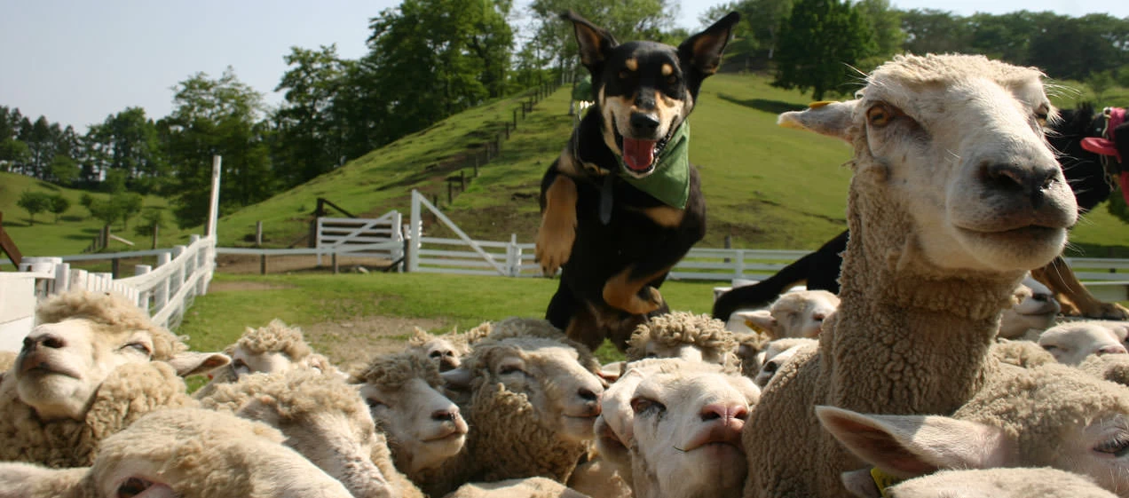 伊香保グリーン牧場②