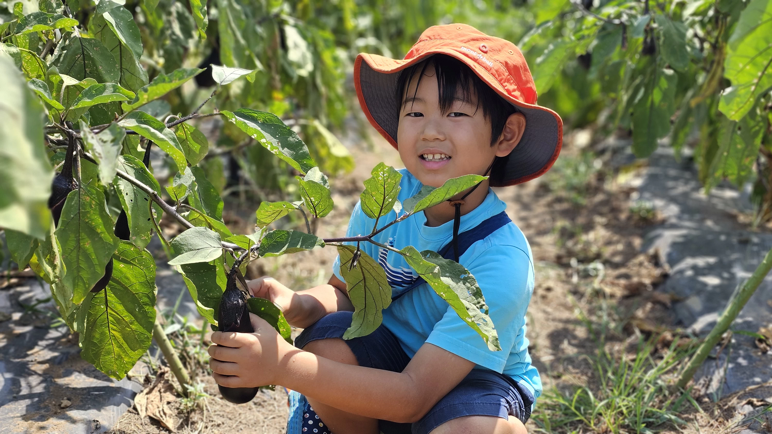 ナスの収穫体験