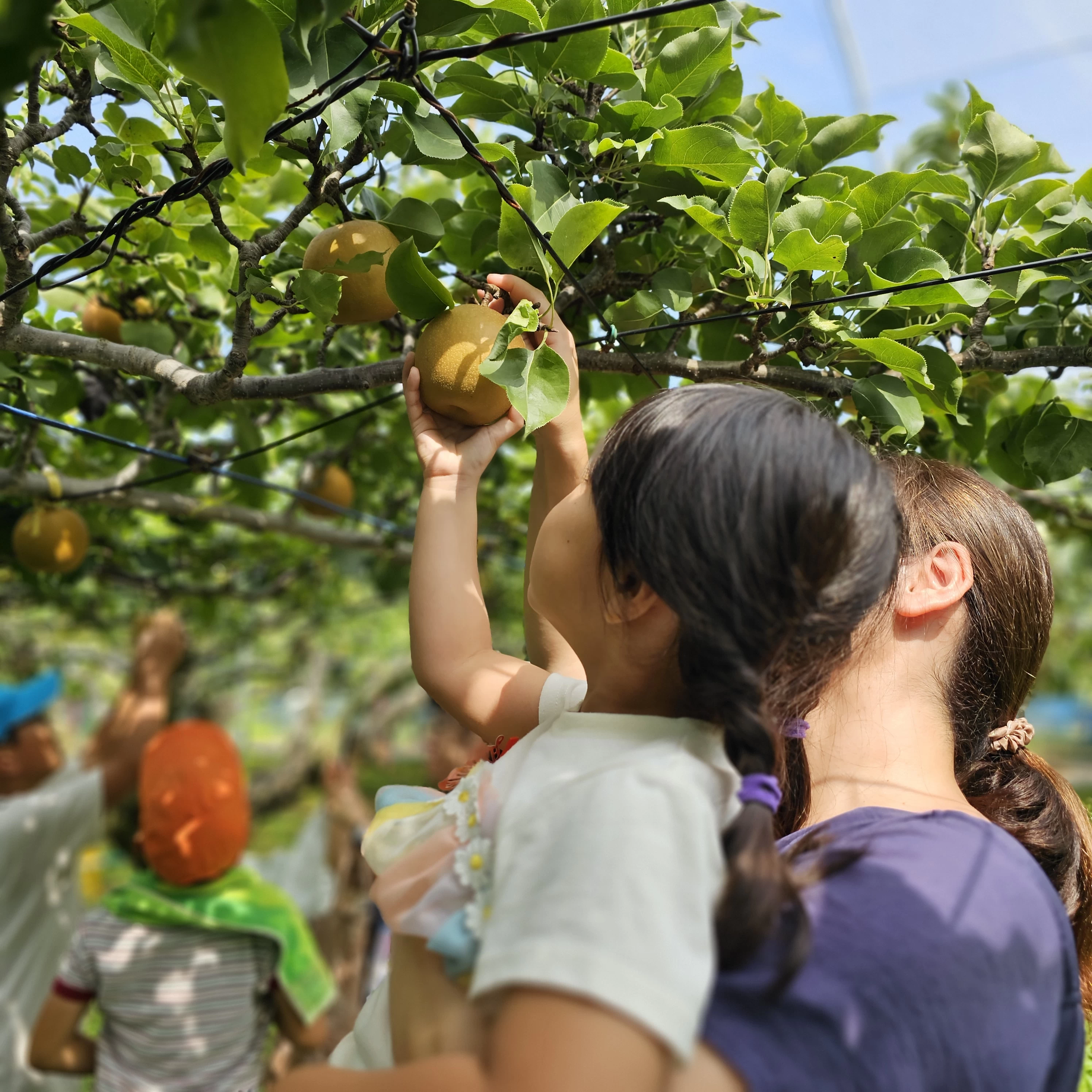 梨の収穫体験