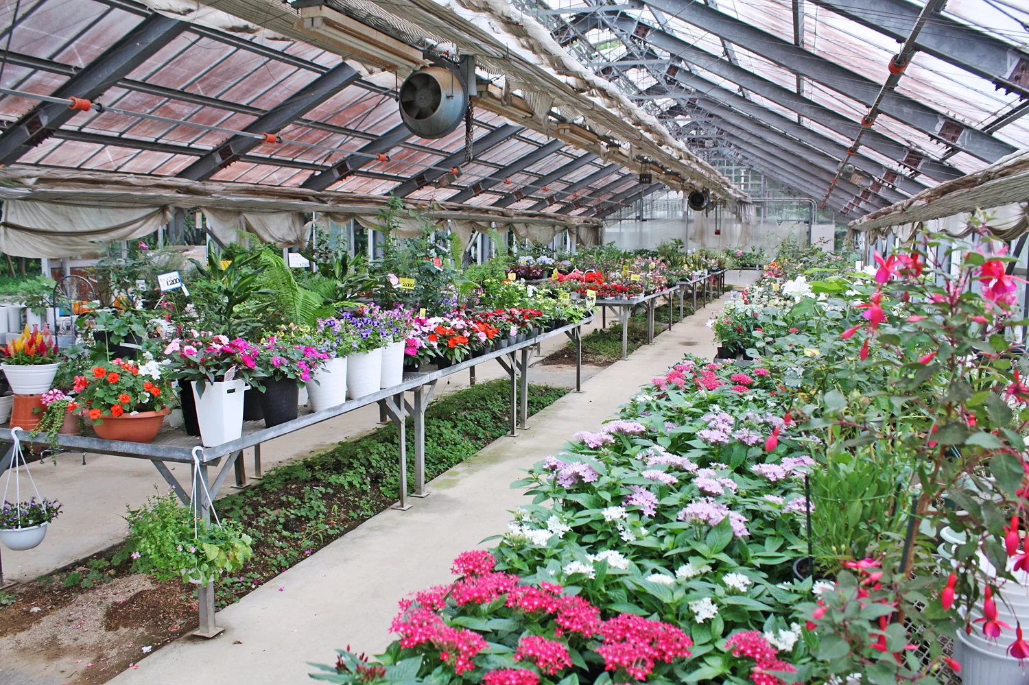 ガーデニング専門店　大扇　