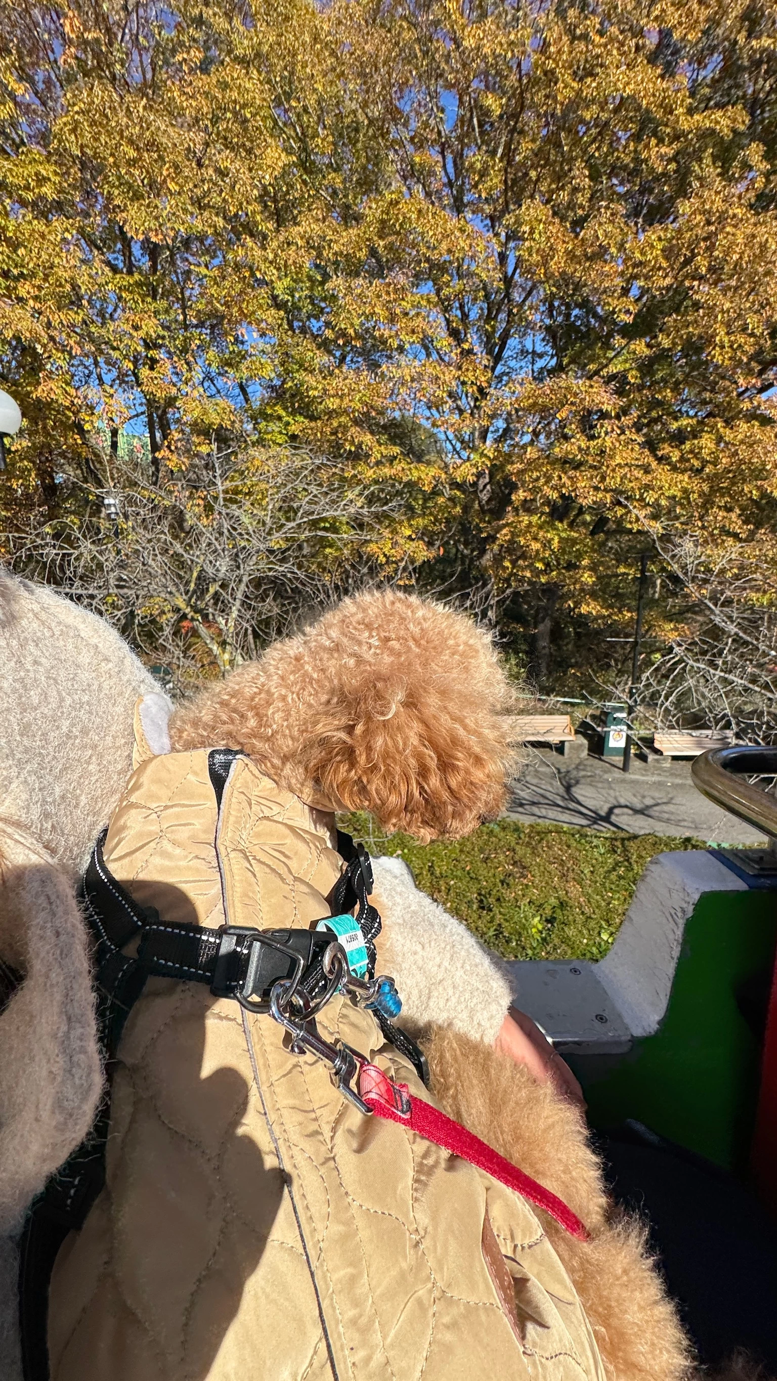 ペット可の乗り物（現地にて撮影）