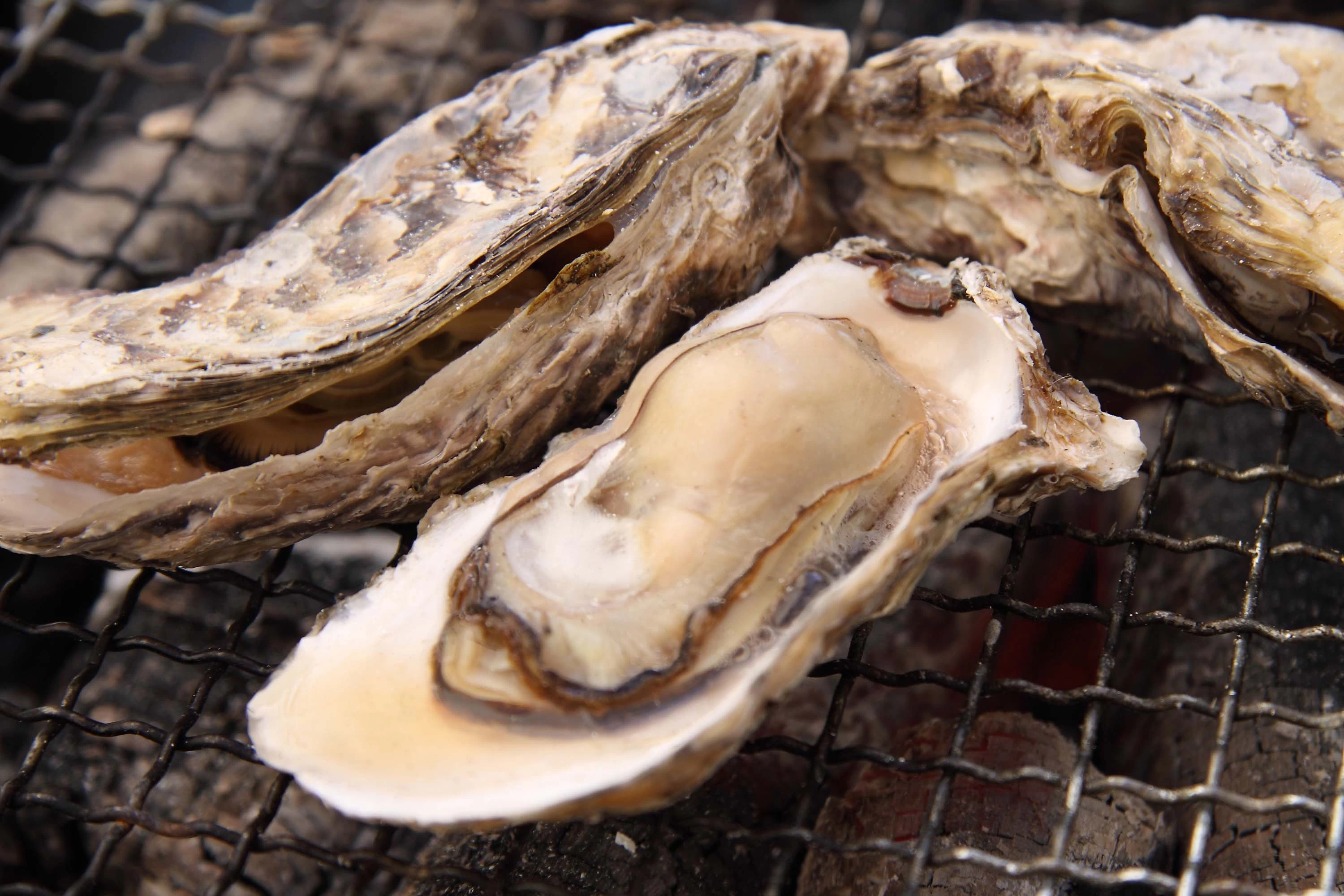 糸島の牡蠣は真牡蛎なので、ミルクのような濃厚なお味が特徴